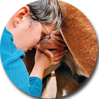 Kinésiologue Animale